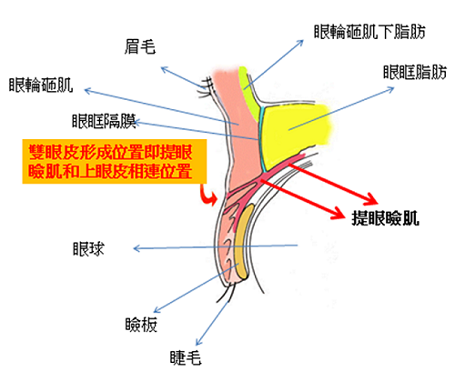 什麼是提眼瞼肌？
